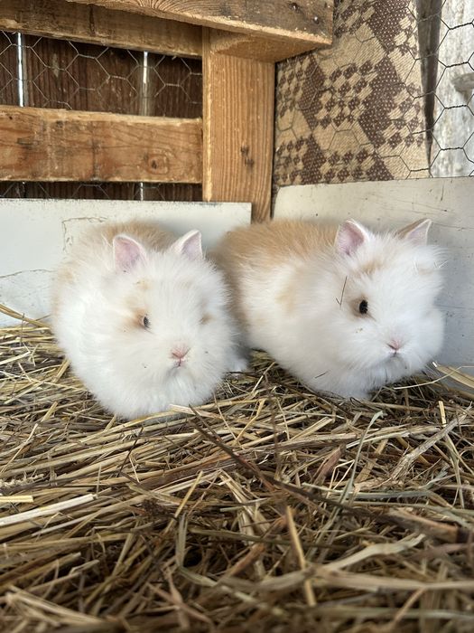 Iepurasi cap de leu pitic