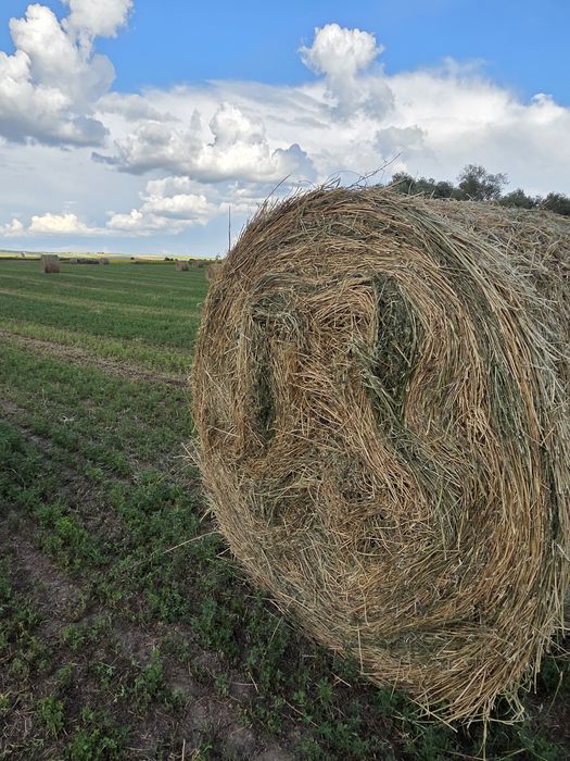 Baloții de Lucernă