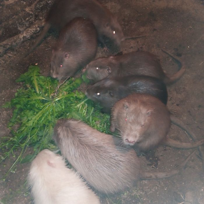 Нутрии.5 месяцев