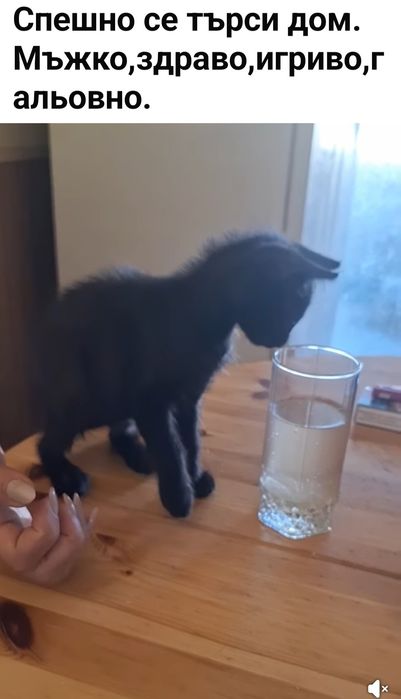 Малко черно коте