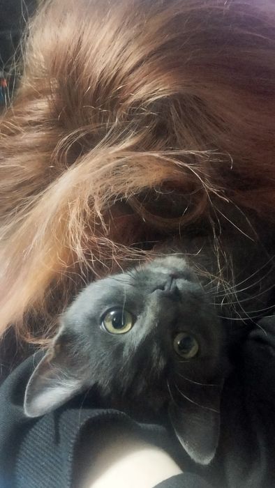 Молодой кот ждёт семью