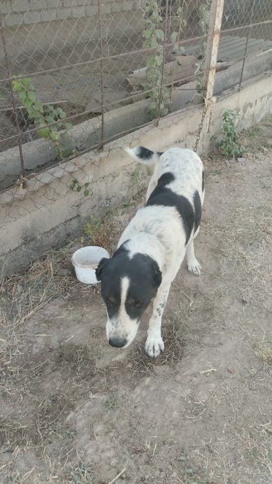 Алабай күшік сатылады