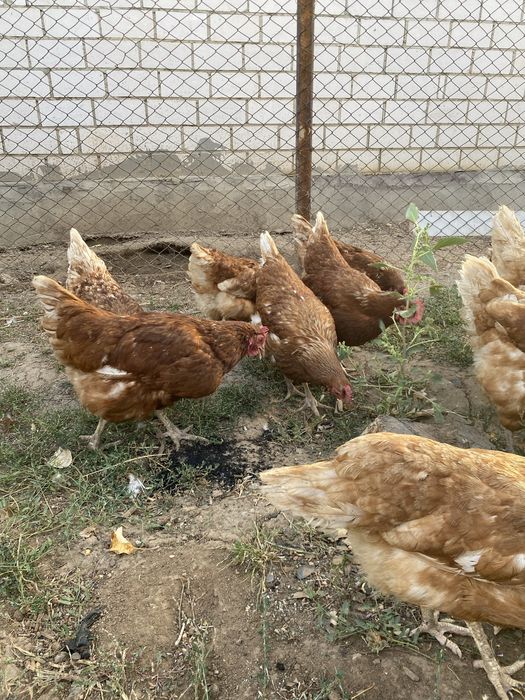 Продам кур 7айлық