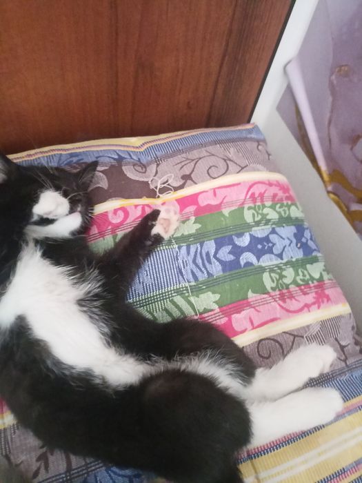 Котенок 3 месяца