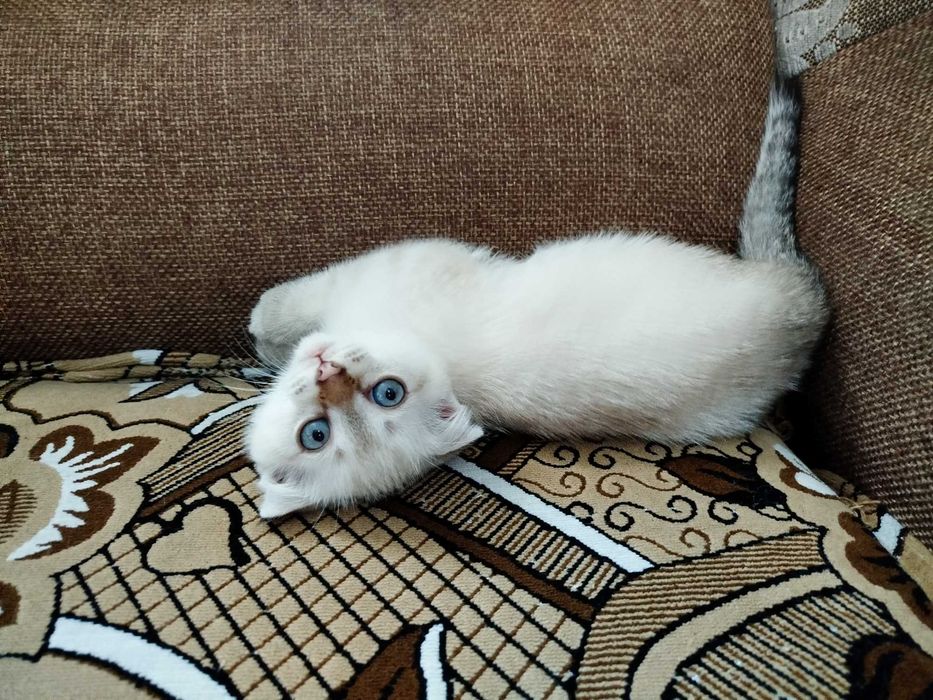Котята вислоухие