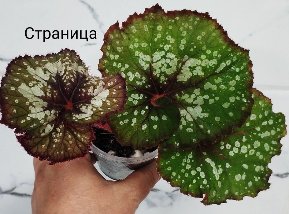 Детки  бегоний .