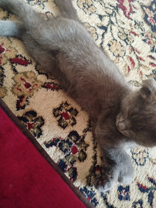 Британский Кот, Скотт