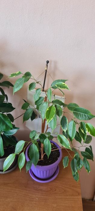 Две разкошни шарени шефлери и два бенджамина