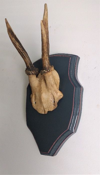 За декорация - ловен трофей сръндак