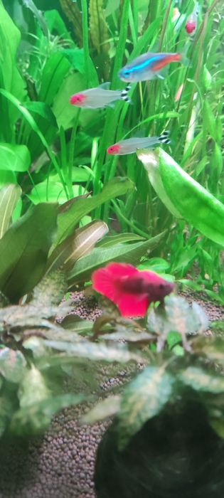 Продам молодого рыбку петушка