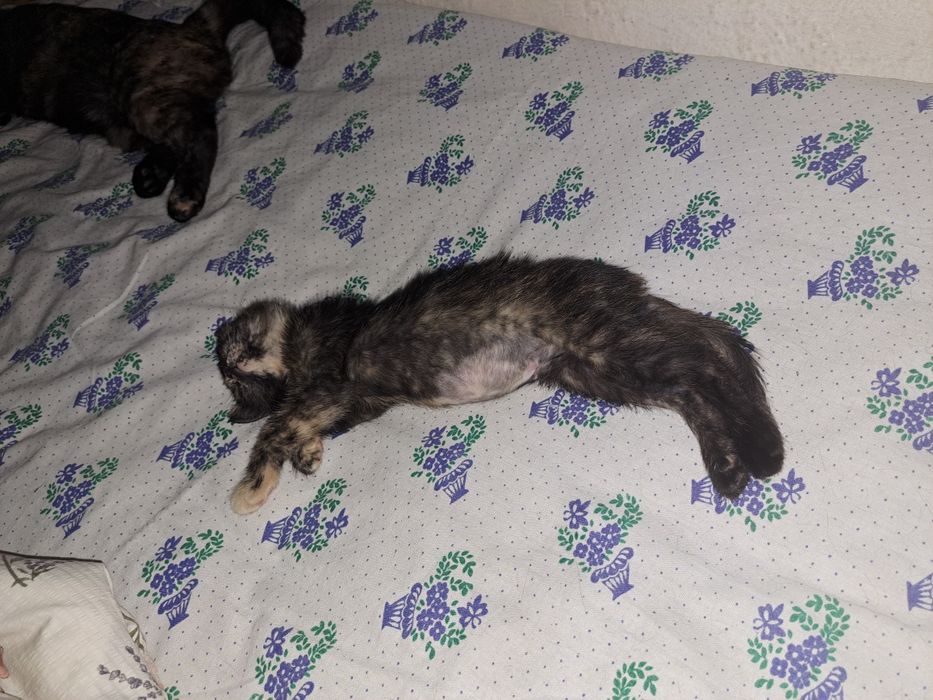 Отдам котёнка в добрые руки!
