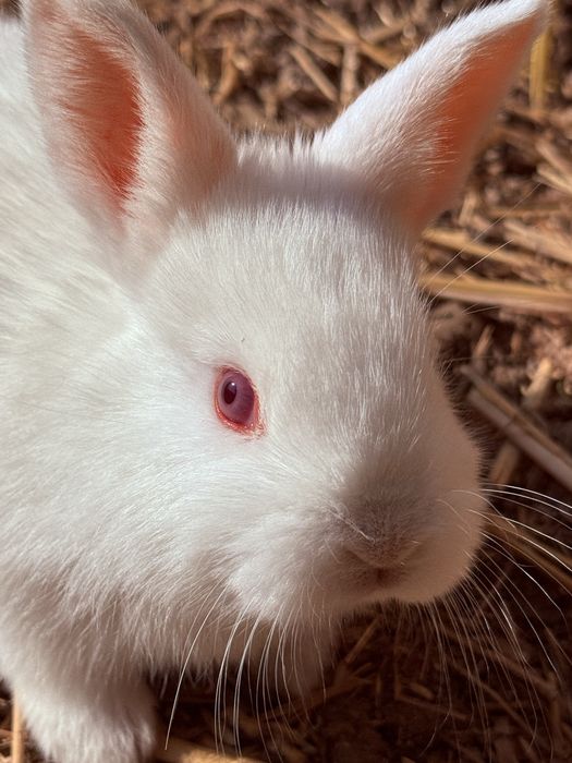 Кролики куён quyon