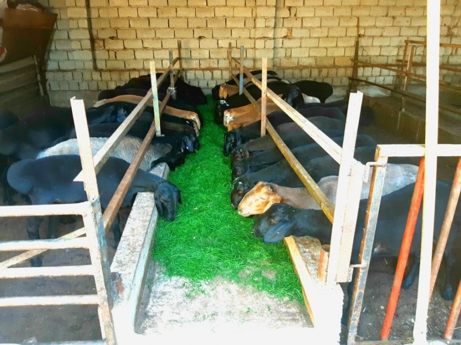 Qassob - Кассоб  Куй   85,000