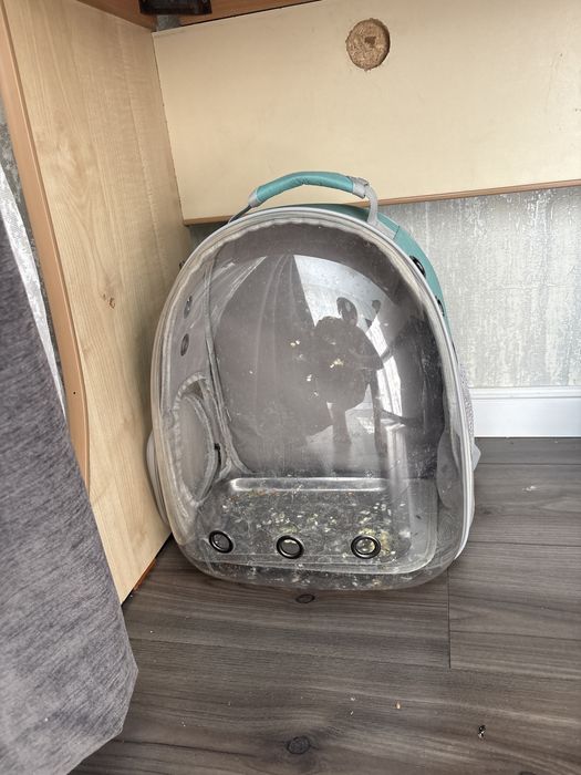 Попугаи волнистые