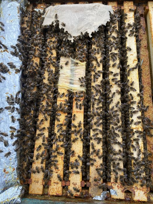 Vanzare famili albine