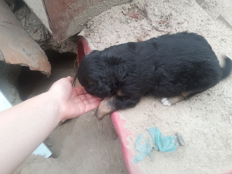 Отдаю щенка в добрые руки