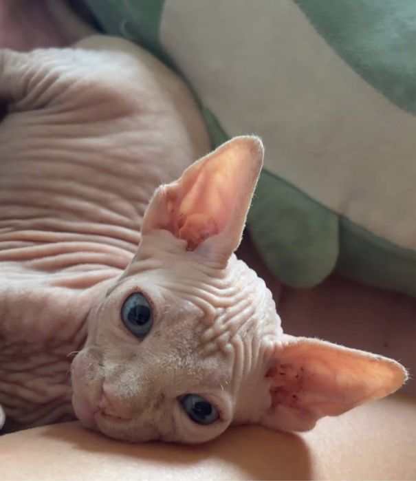 Котята сфинксики