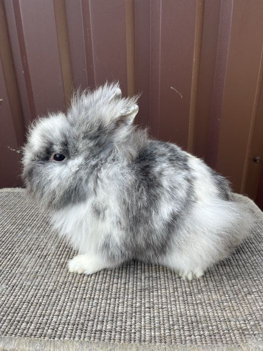 Mascul cap de leu Rhon