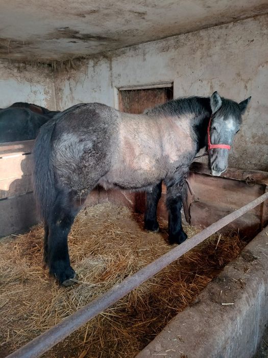 Vând 2 mânze  de 7 și 8 luni