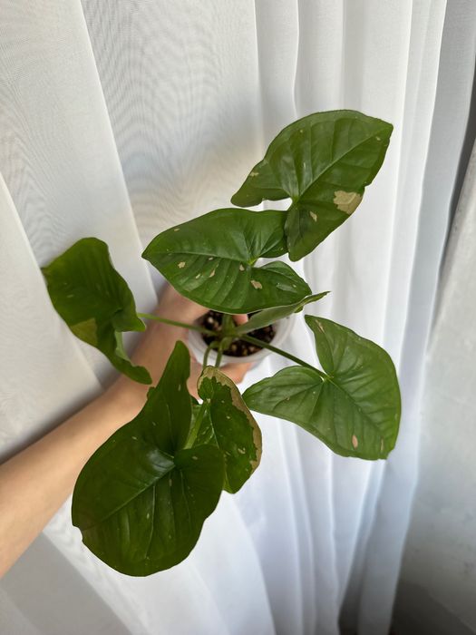 Сингониумы сортовые