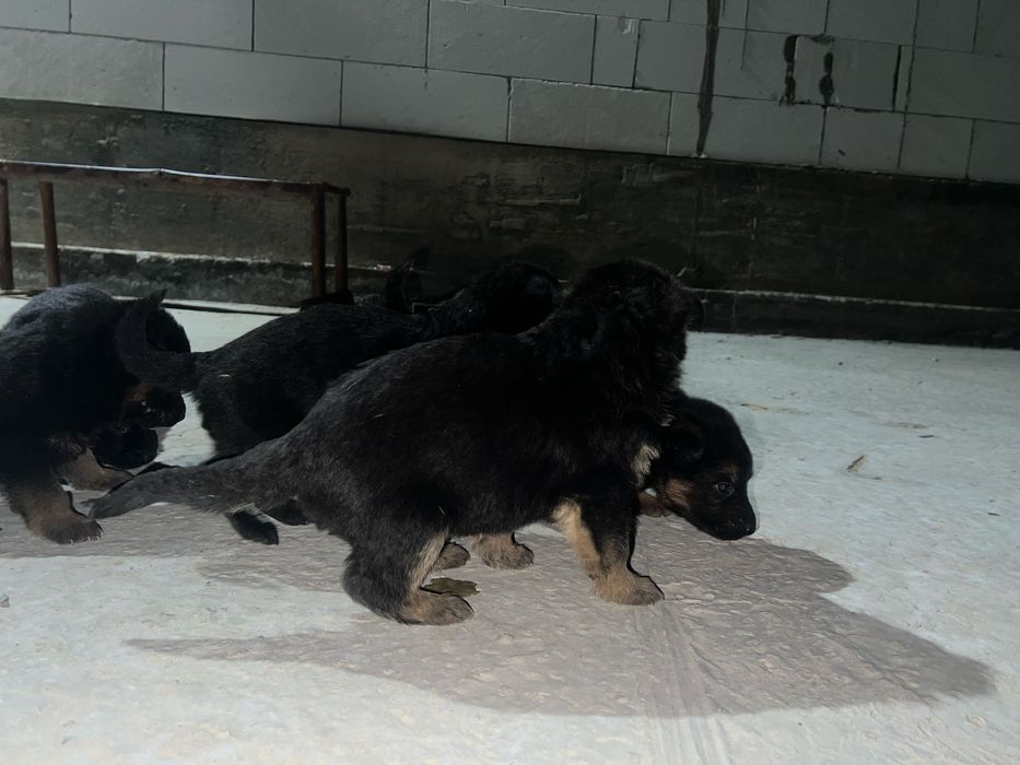 Продаеться ченок немецкая овчарки