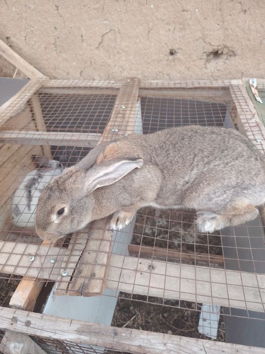 Quyon va quyon bollari