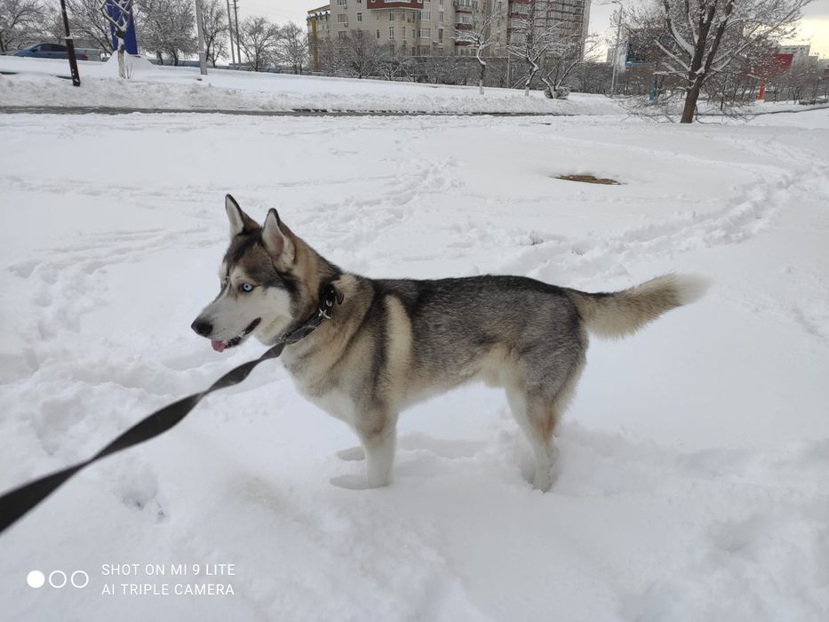 Пропала собака, хаски