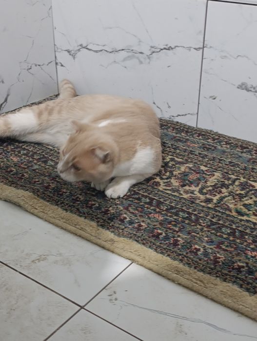 Scottish Fold mushuk sotiladi