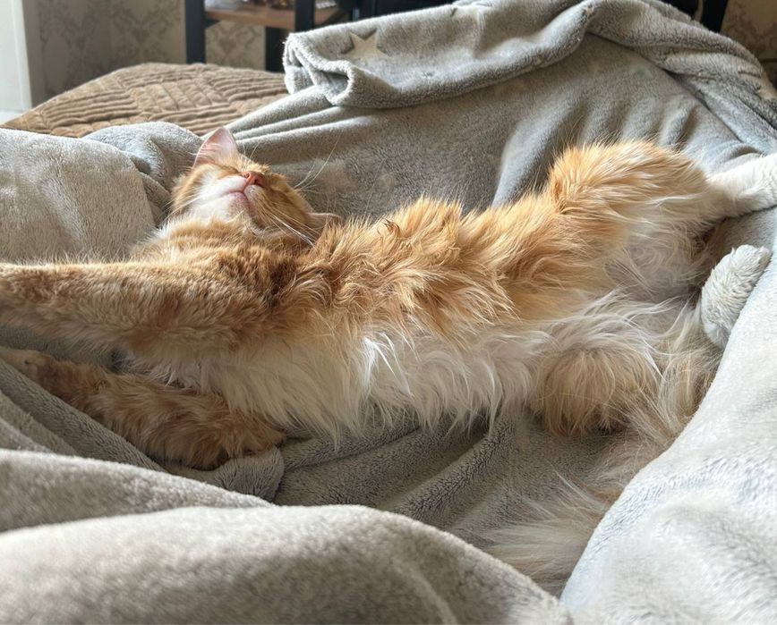 Кошечка Йера 1 год