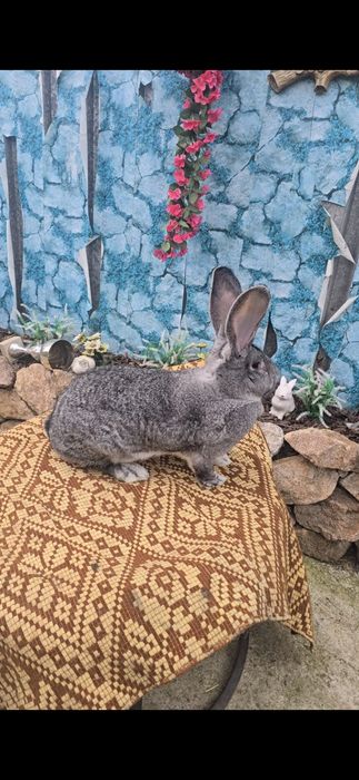 Vând Femela Uriaș German Chinchilla
