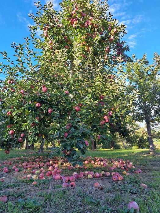 Mere Jonathan, Florina si Idared
