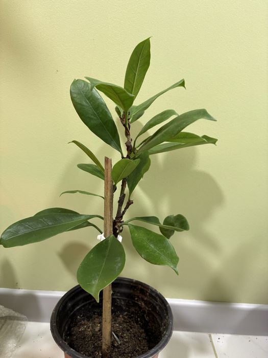 Фикус орех циатиспула