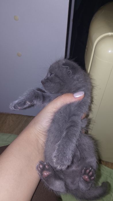 Котята продаются кызылорда