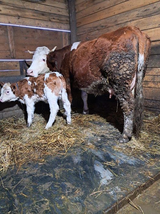 Vând vacă de 5 ani cu vițea