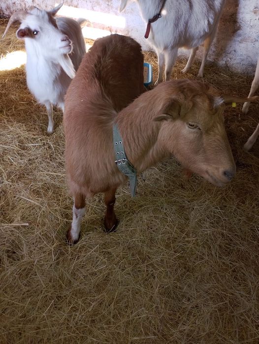 5 бременни кози / Козите