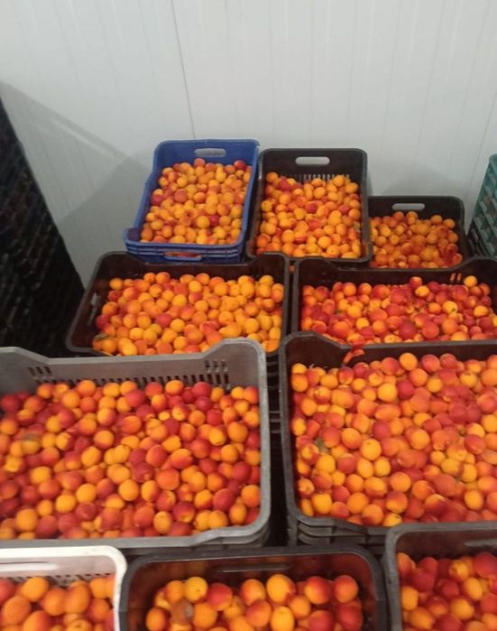 Caise pentru țuică – coapte, dulci și aromate