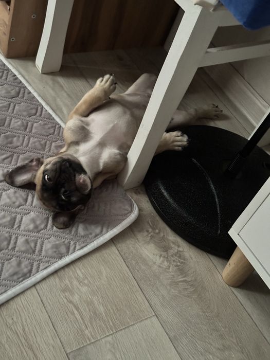 Французский бульдог