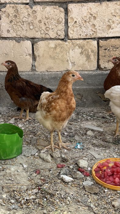 Продам курица срочно