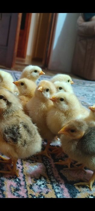 Pui Kabir 12 bucăți