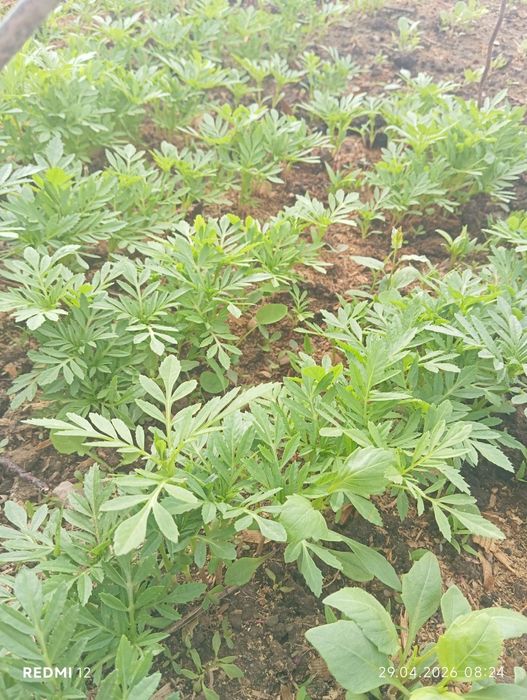 Рассада Помидоры Цветы