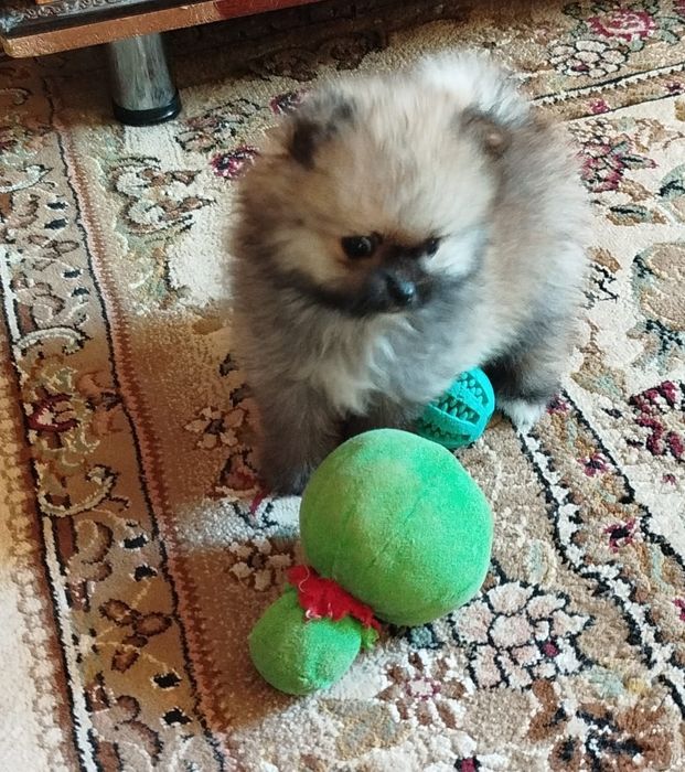 Девочка померанского шпица