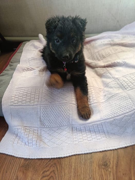 Ищем дом щеночку