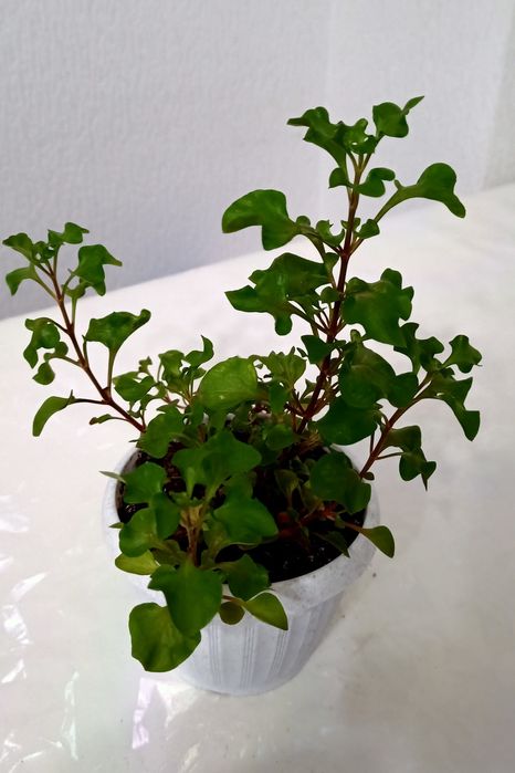 Цветый компания, разные