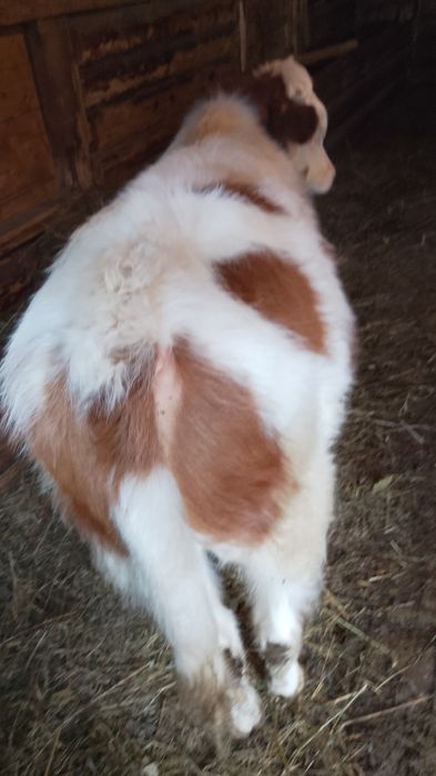 Vând vițel de patru luni