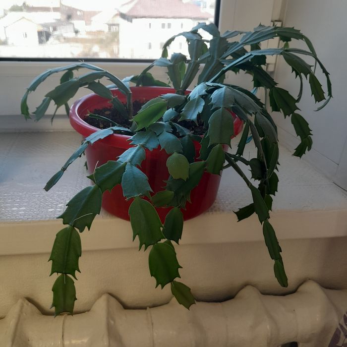 Декабрист красный