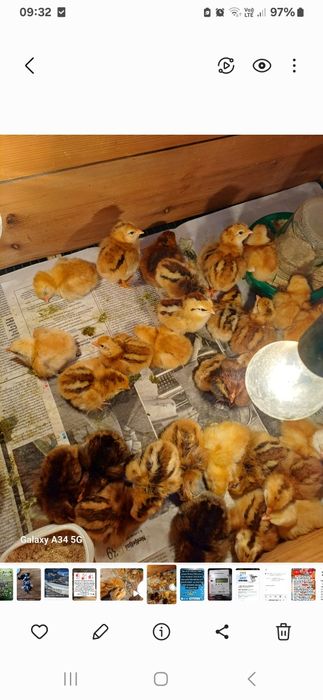 Продаётся цыплята корейской породы Ханхяп