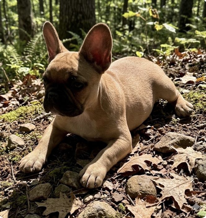 Шикарные девчули француженки