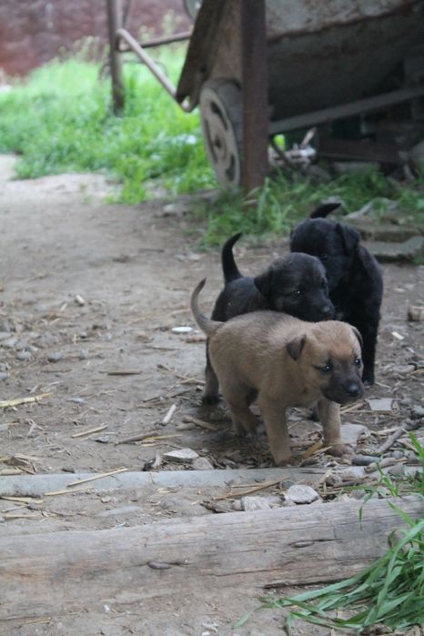 Отдаём щенков в добрые руки