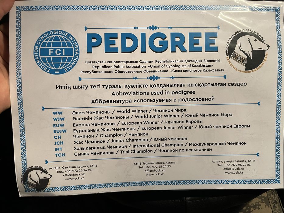 Бельгийская овчарка малинуа