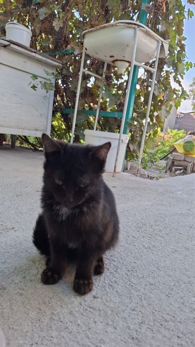 Котов в добрые руки